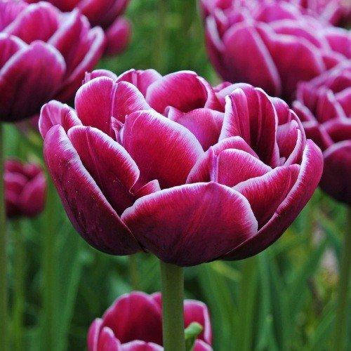 

Тюльпан Dreamtouch (луковицы) 2шт