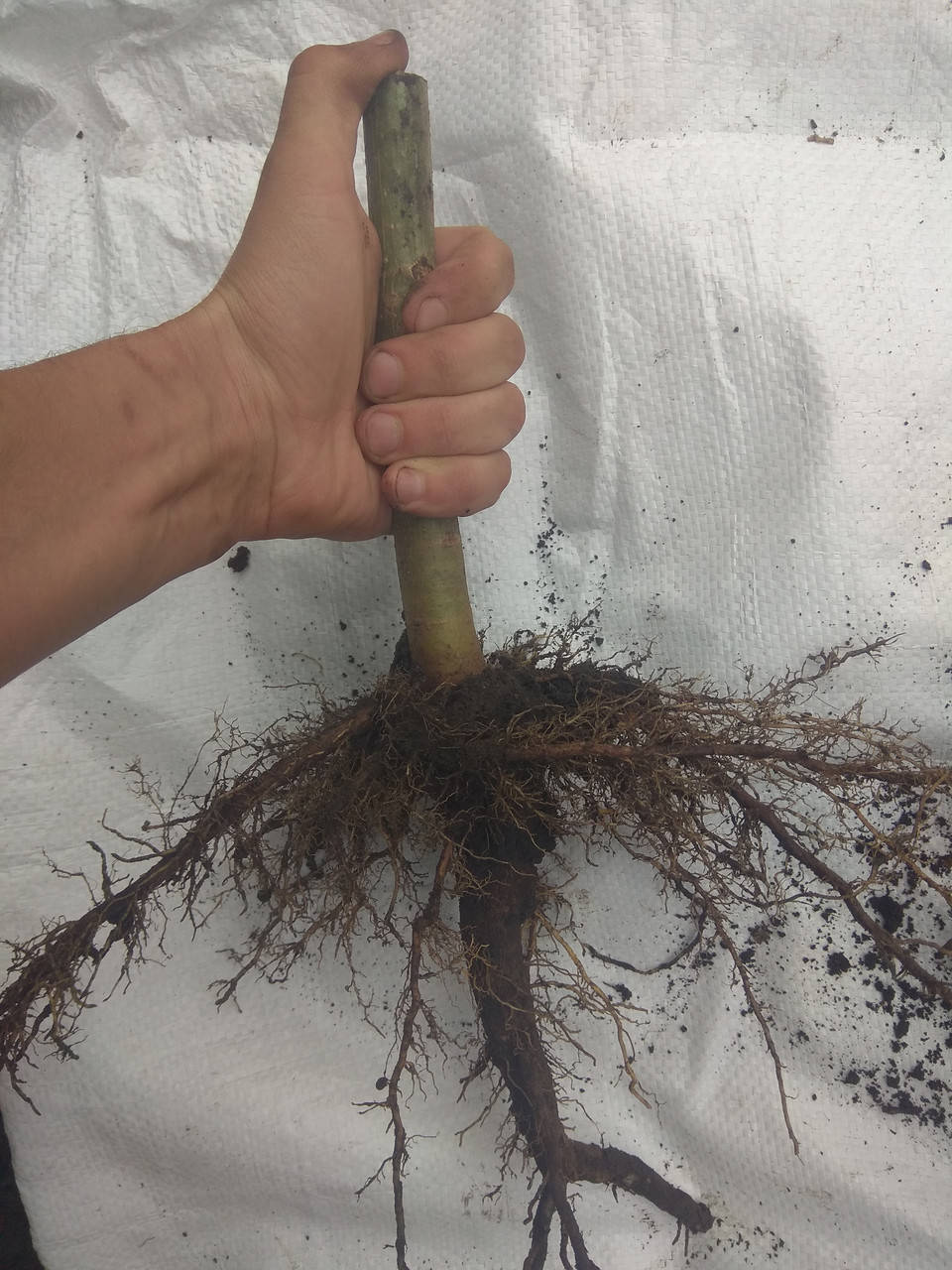 

Павловнія морозостійка. Павловния. Однорічні дерева сорту Shan Tong, діаметр стовбура 1-2 см, висота 3 м