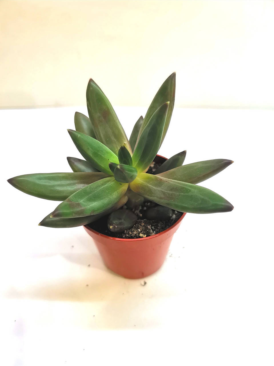 

Пахифитум Pachyphytum Суккулент Комнатное растение
