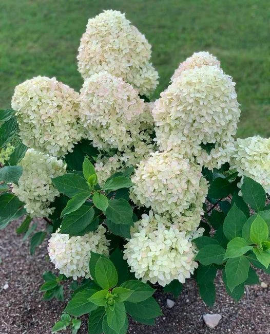 

Гортензия метельчатая Панорама \ hydrangea paniculata Panorama ( саженцы 3 года) Новинка