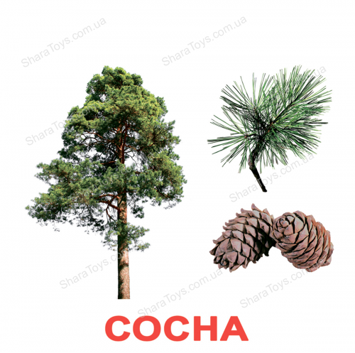 

Карточки Домана большие русские с фактами "Деревья"