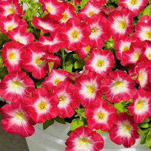 

Семена Петуния мультифлора Ламбада F1 Огненное Утро 1000 семян Hem Genetics