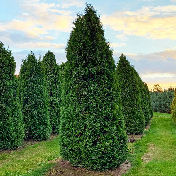 

Туя западная Колумна / h 60-80 / Thuja occidentalis Columna