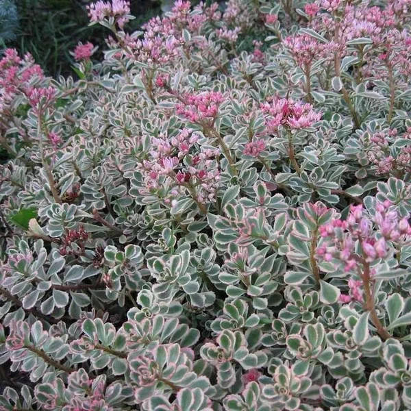 

Очиток #38/ Седум Триколор/ Sedum spurium 'tricolor', горщик р9