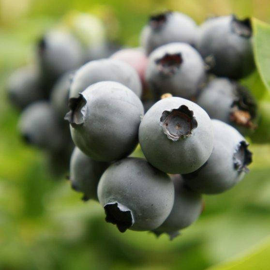 

Голубика Торо поздняя, Vaccinium corymbosum Toro