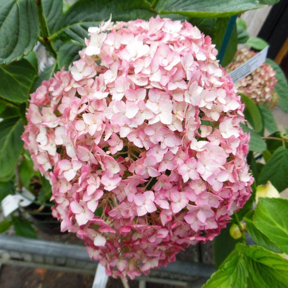 

Гортензія деревовидна Кендібель Бубльгум/Hydrangea arb. Candybelle® BubblegumPBR, C5 (5л)