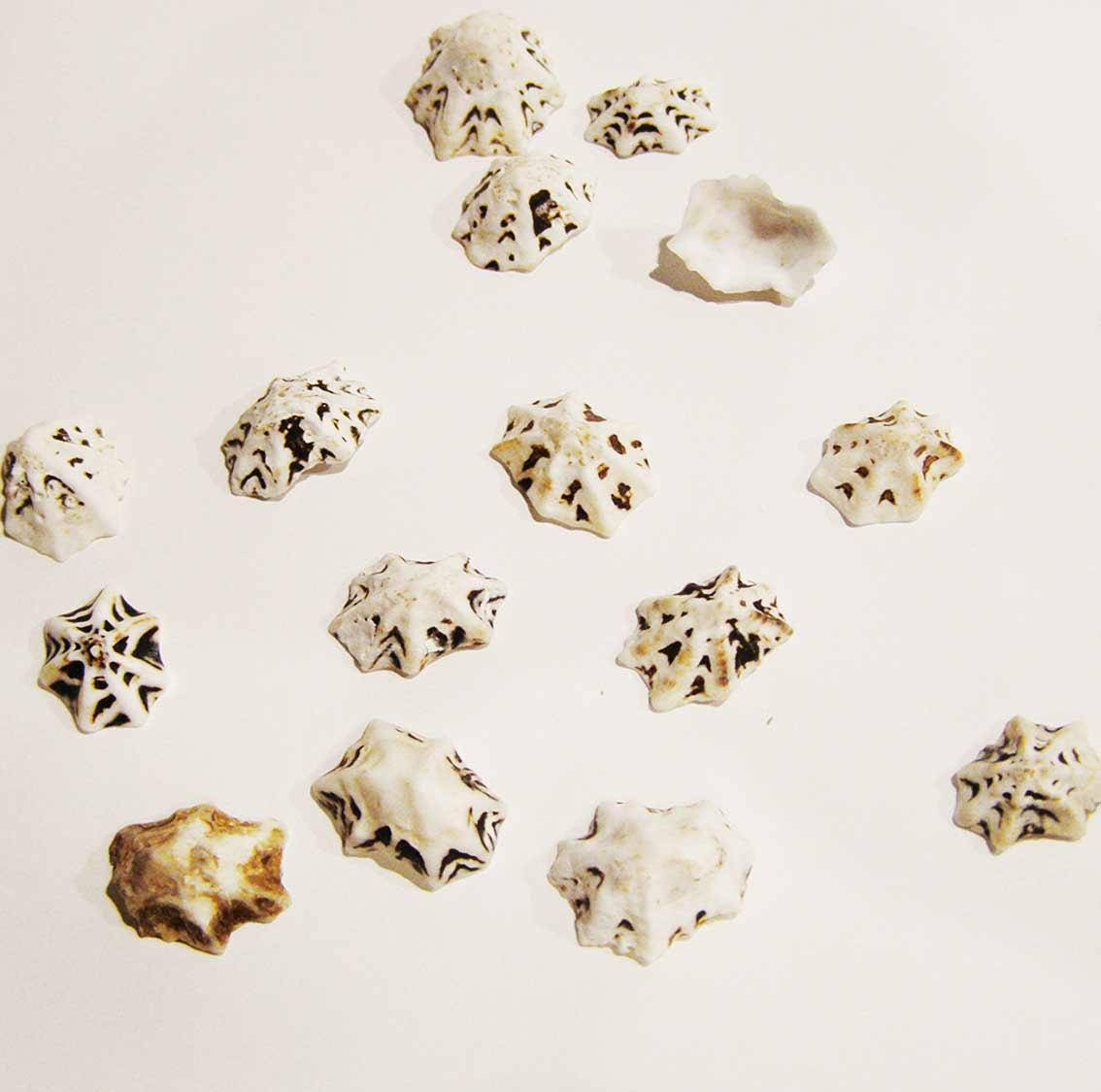 

Ракушка морская натуральная Стар Лимпед (Star Lemped) набор 15 шт.