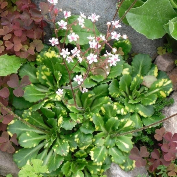 

Камнеломка теневая 'Variegata'. Контейнер 0,5 л