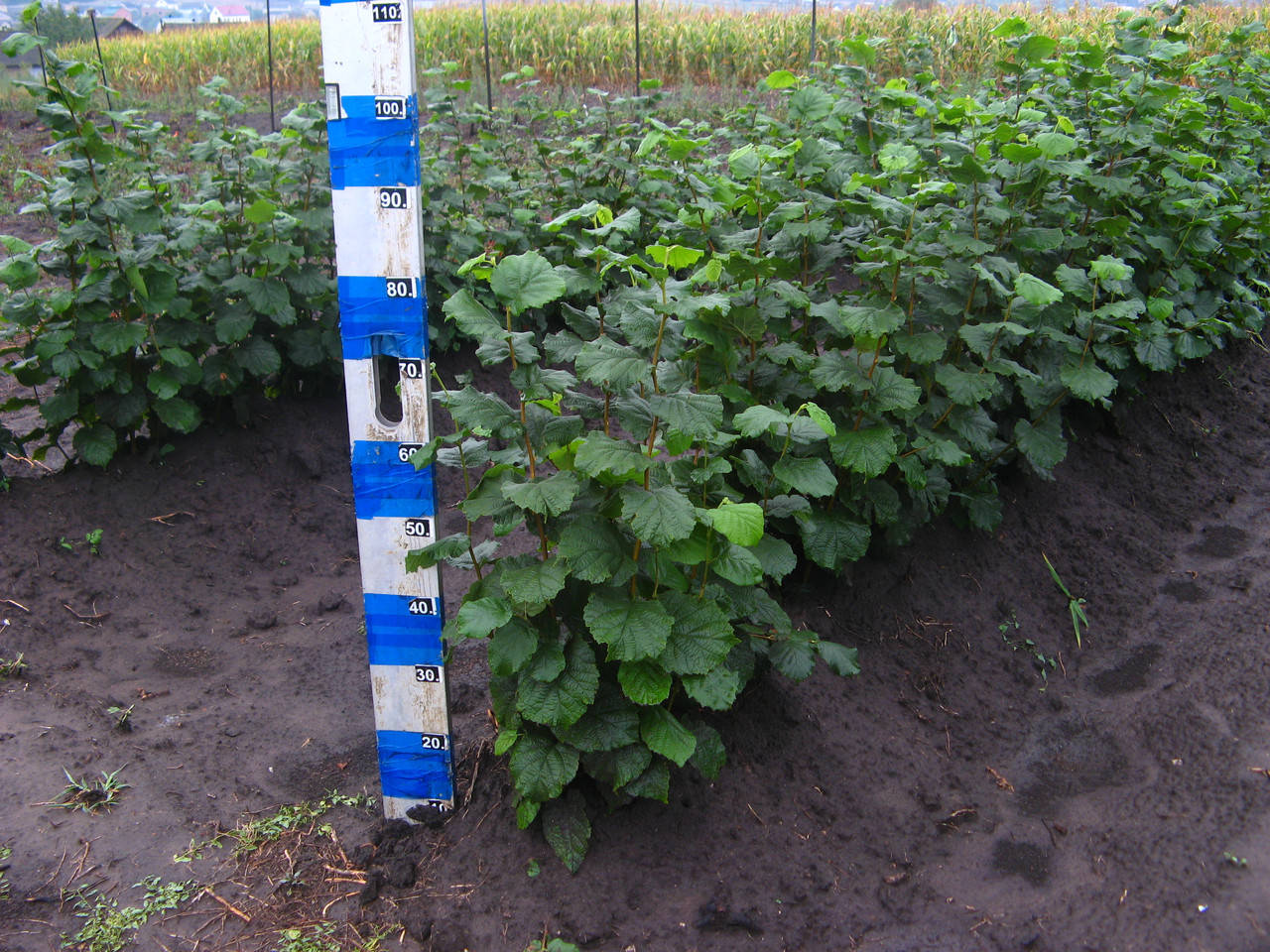 

Фундук Гале саженци