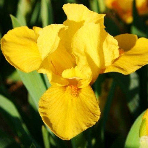 

Ирис Orange Caper (корневища)