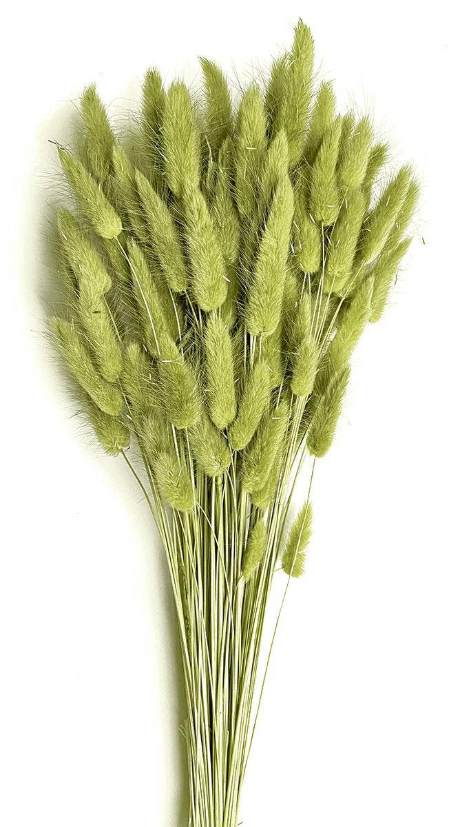 

Лагурус хаки 80г 70см