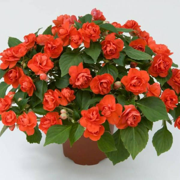 

Семена Бальзамин ампельный махровый Оранж Athena F1 5 шт ,Floranova, Оранжевый