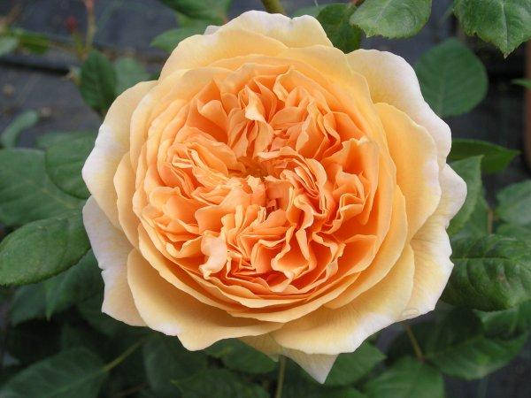 

Роза Корона принцессы Маргарет (Crown princess Margareta)