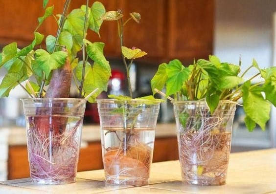

Черенки батата. Рассада сладкого картофеля