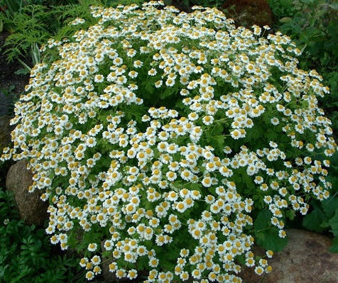 

Матрикария исключительная, хризантема девичья, пиретрум девичий, ромашка девичья