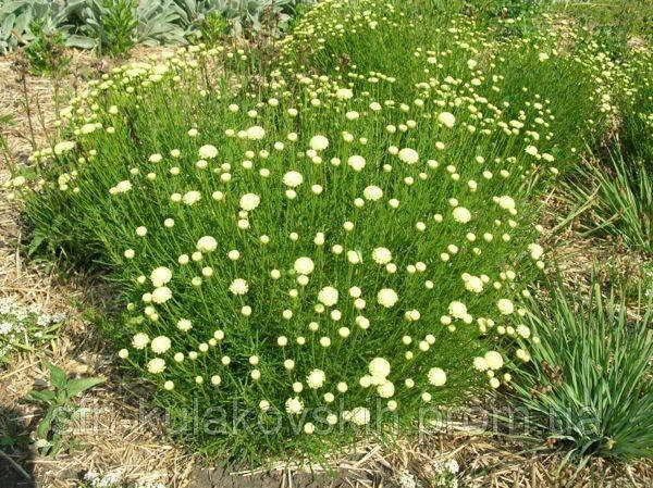 

Сантолина зеленая - саженцы в контейнере