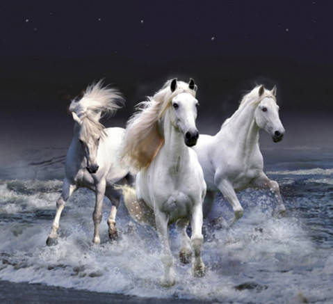 

Алмазная мозаика "Белые скакуны", без подрамника 30*40см, в кор. 40*8*5см