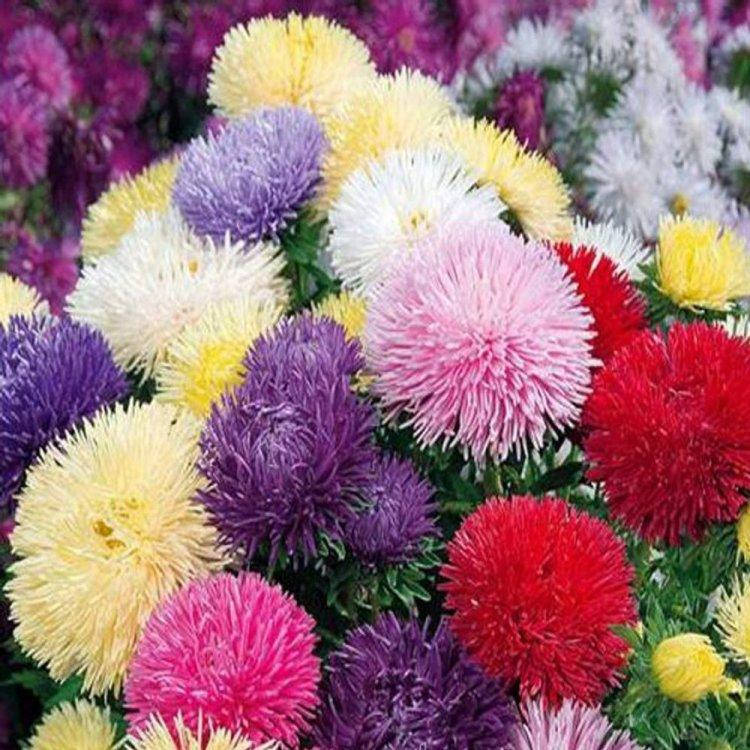 

Семена Астра Идеал смесь 0,1 г W.Legutko 5012, Разные цвета