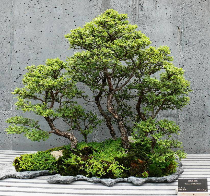 

Вяз мелколистный Ulmus parvifolia 10 семян Бонсай