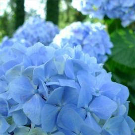 

Гортензия крупнолиста marine blue