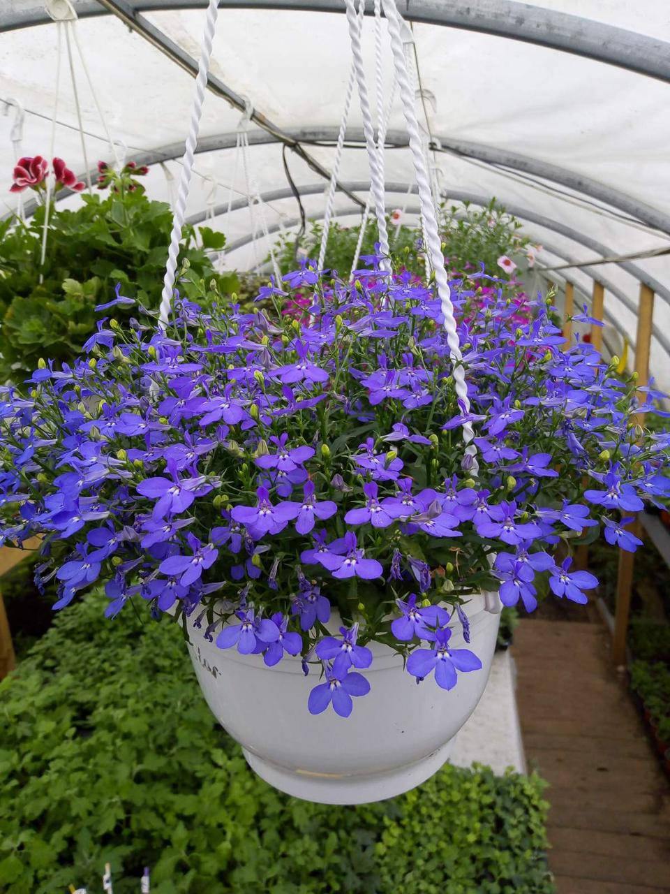 

Лобелия вегетативная "Bahari Blue" рассада в горшке 0,25л