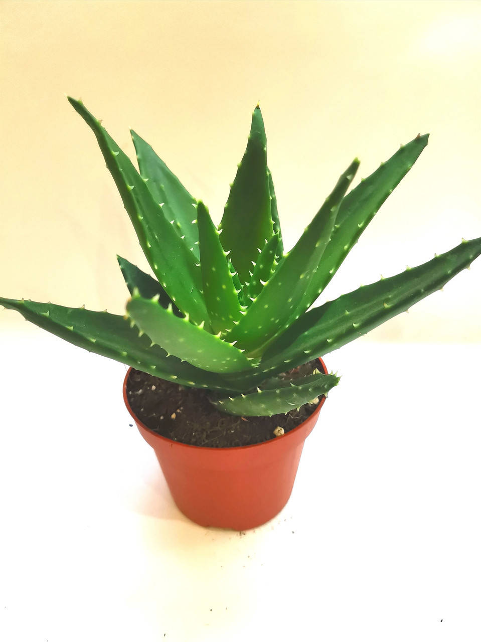 

Алое ALOE PERFOLIATA Суккулент Комнатное растение, Зелёный