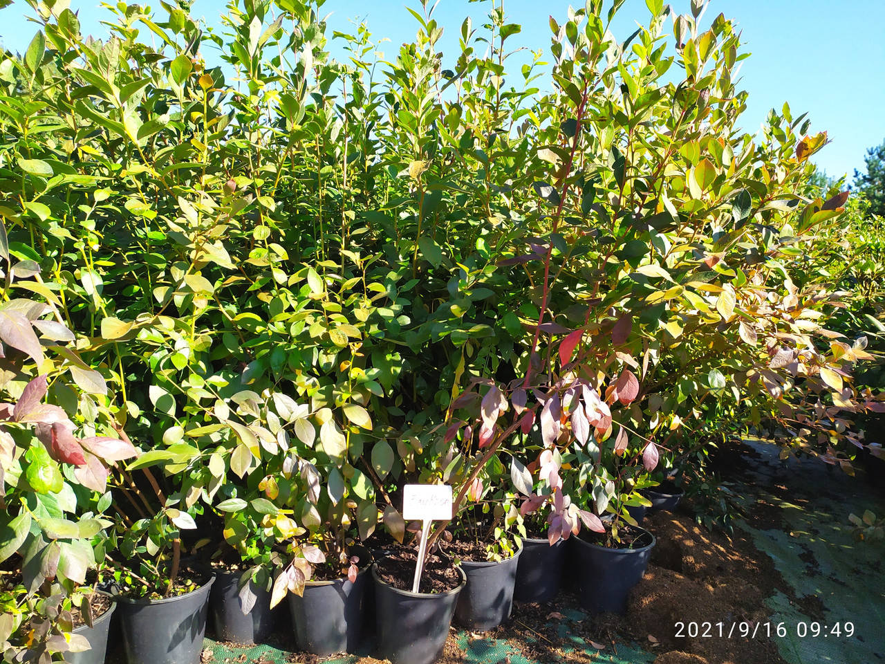 

Эллиот саженцы голубики 3х летние