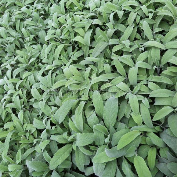 

Шалфей, Salvia