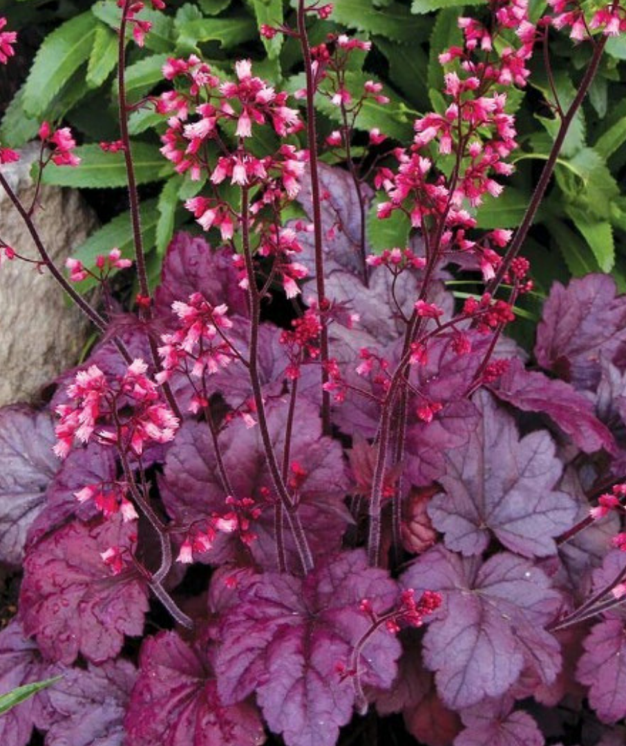 

Гейхера Grape Soda \ Heucherа Grape Soda ( саженцы ЗКС) НОВИНКА