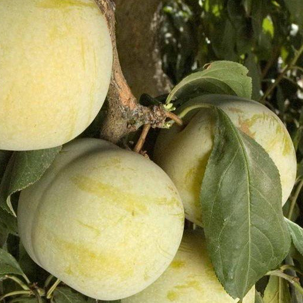 

Саженцы плуота «Королева Вкуса» (Flavor Queen) - 1-летний