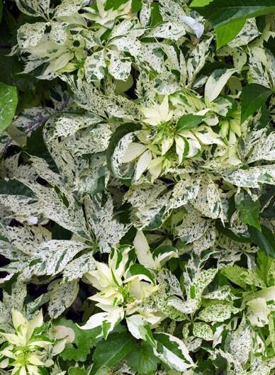 

Партеноцисус пятилисточковый Стар Шауэрс, С1, 50см / Parthenocissus quinquefolia Star Showers, Monham