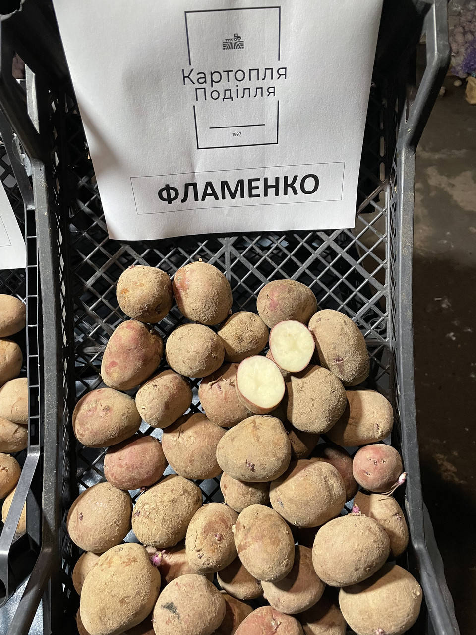 

Семенной картофель Фламенко, I-я репродукция