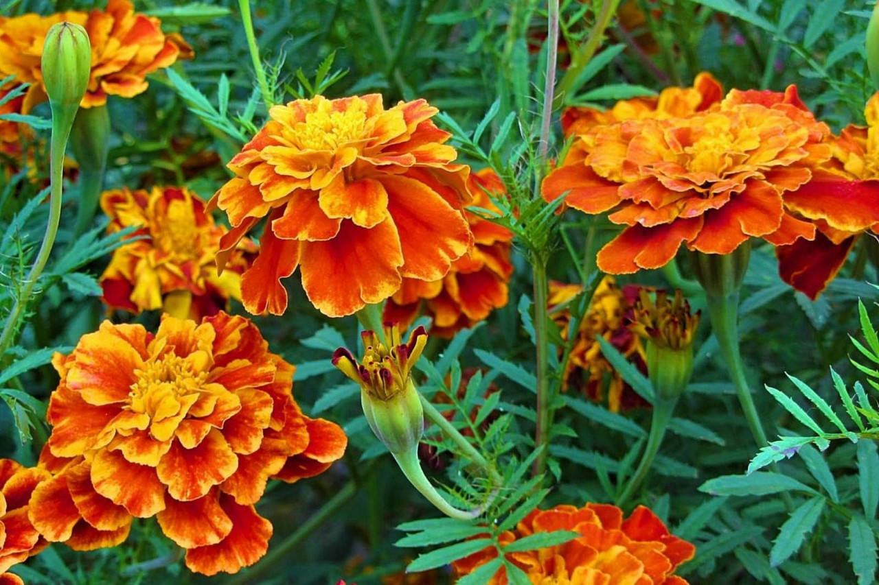 

Бархатцы семена