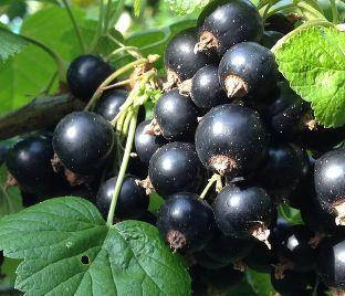 

Саженец Смородины Юбилейная Копаня