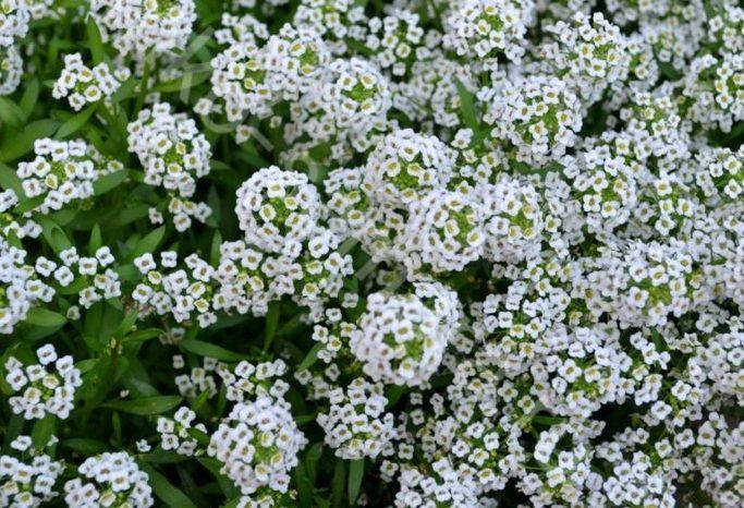 

Рассада Лобулария Snow Princess d10см белая