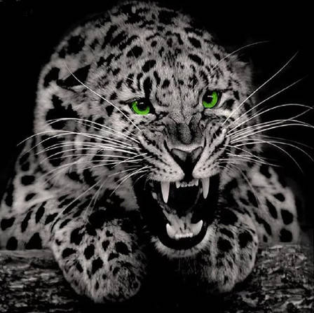 

Алмазная мозаика Звериный рык 30*40см без рамки 40*8*5см (H8842)