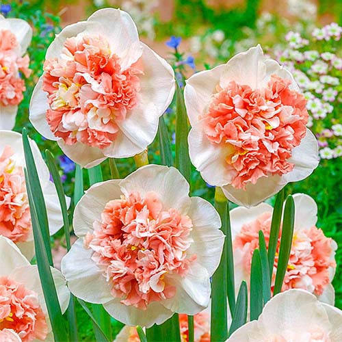 

Нарцисс Файє Дріл (Fire Drill)