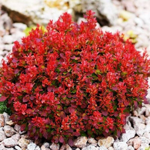 

Барбарис Red Jewel (контейнер 0.5 л)