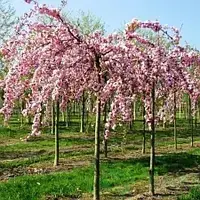 

Сакура плакуча краснолистная "Роял Бургунди" (160-180 см)