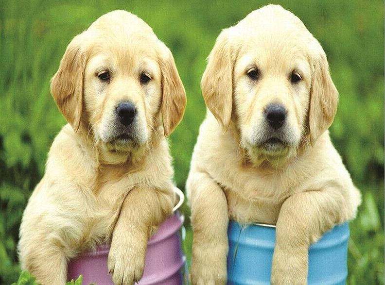 

Алмазная вышивка "Милые собачки ",белый,влюбленная пара,полная выкладка ,мозаика 5d, наборы 30х40 см