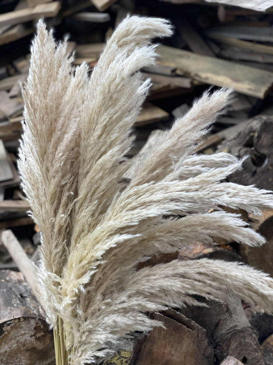 

Пампасная трава натуральная