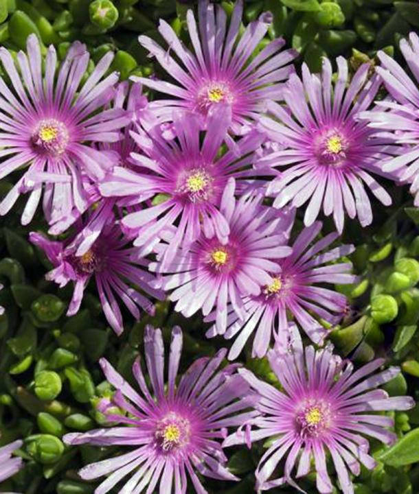 

Делосперма Санделла Лавендер \ Delosperma Sundella Lavender ( саженцы )