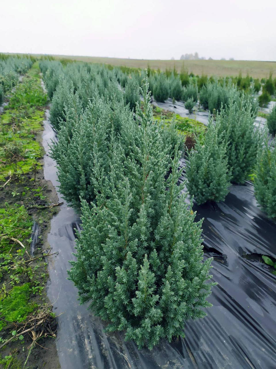

Ялівець китайський Стрікта