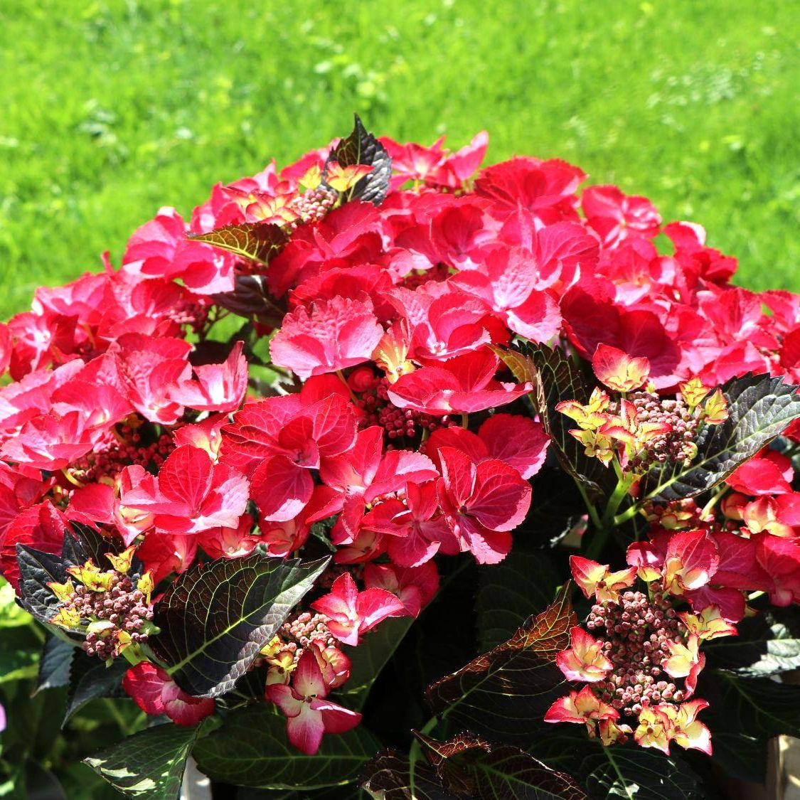 

Саженцы Гортензии крупнолистной Краснолистной (Hydrangea macrophylla)