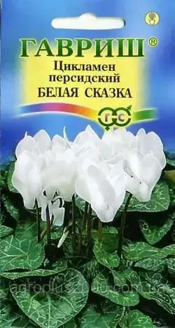 

Семена Цикламен персидский Белая сказка 3 сем. Гавриш, Белый