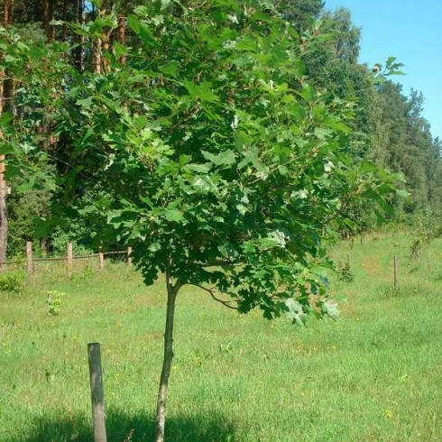 

Дуб черешчатый, Quercus robur