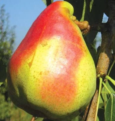 

Груша Мадам Балле