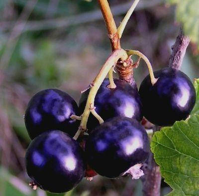 

Чорная смородина Голубка