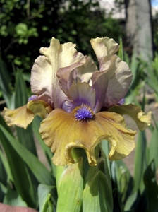 

Ирис Карликовый Ведмежатко