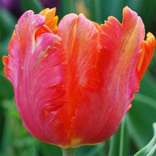 

Тюльпан Orange Favourite (луковицы) 4 шт